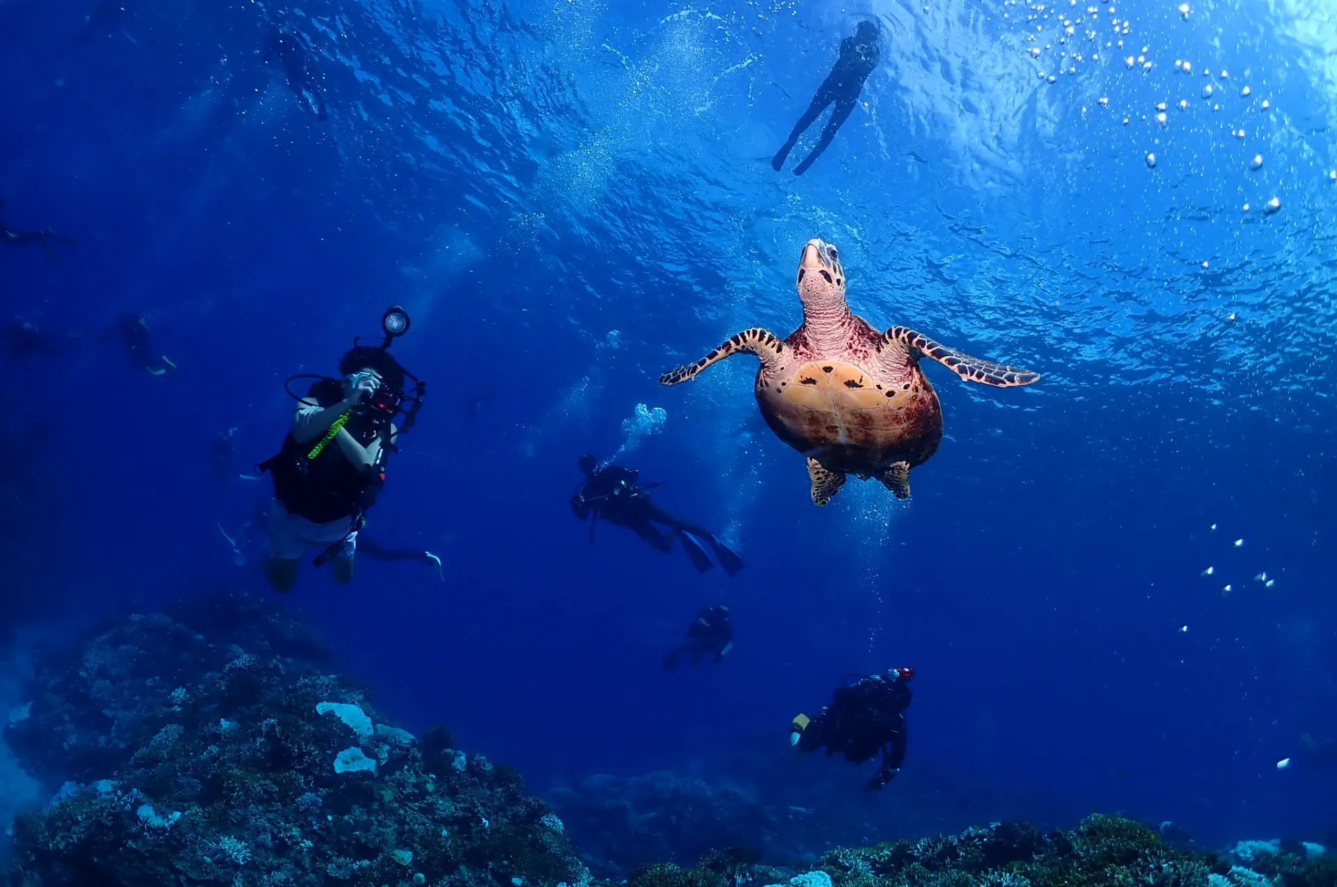 慶良間FUNダイビング|沖縄県　那覇市　DIVE STAR