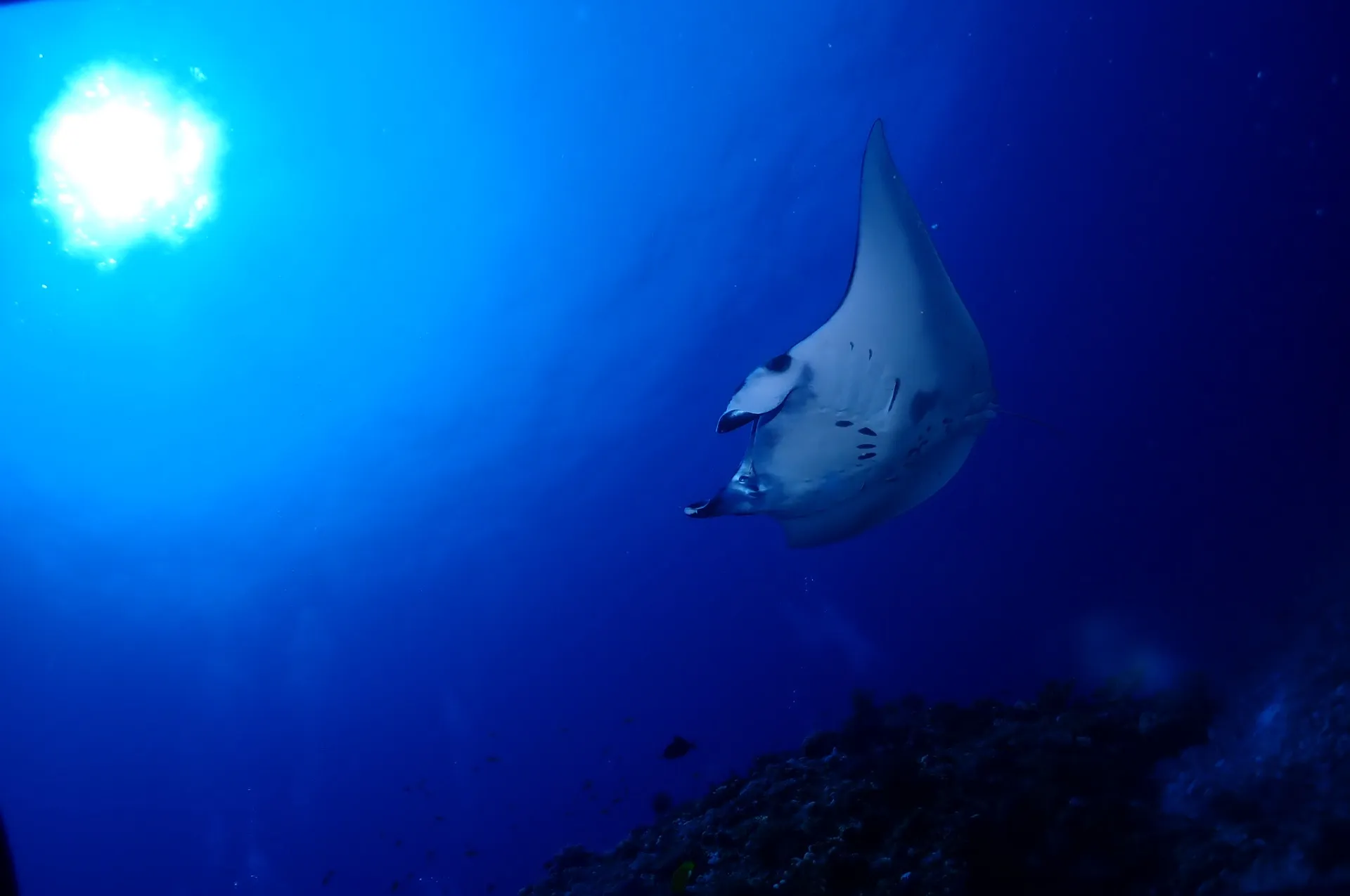 慶良間AOW講習2日目|沖縄県　那覇市　DIVE STAR