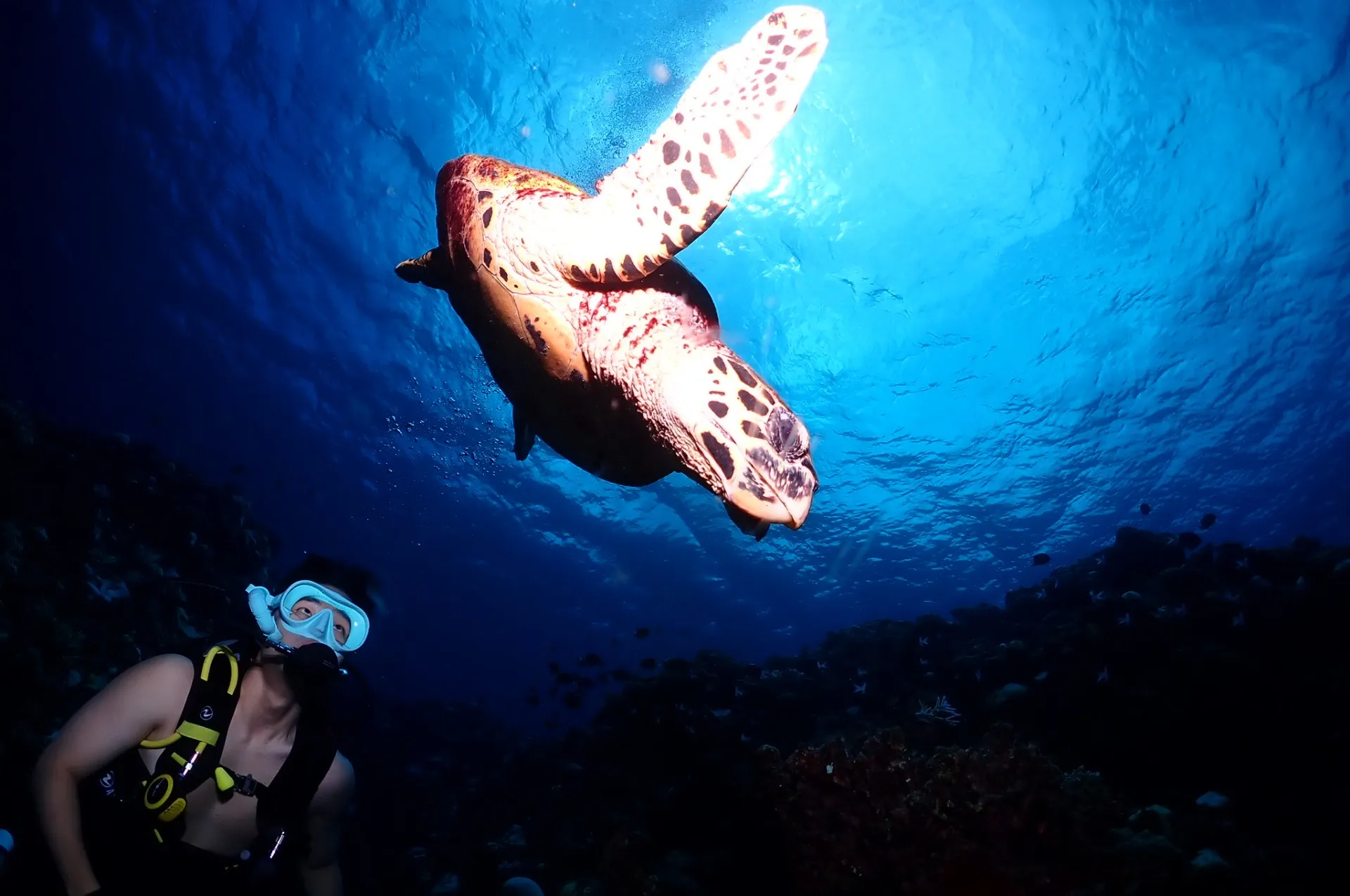 慶良間 ファンダイビング|沖縄県　那覇市　DIVE STAR