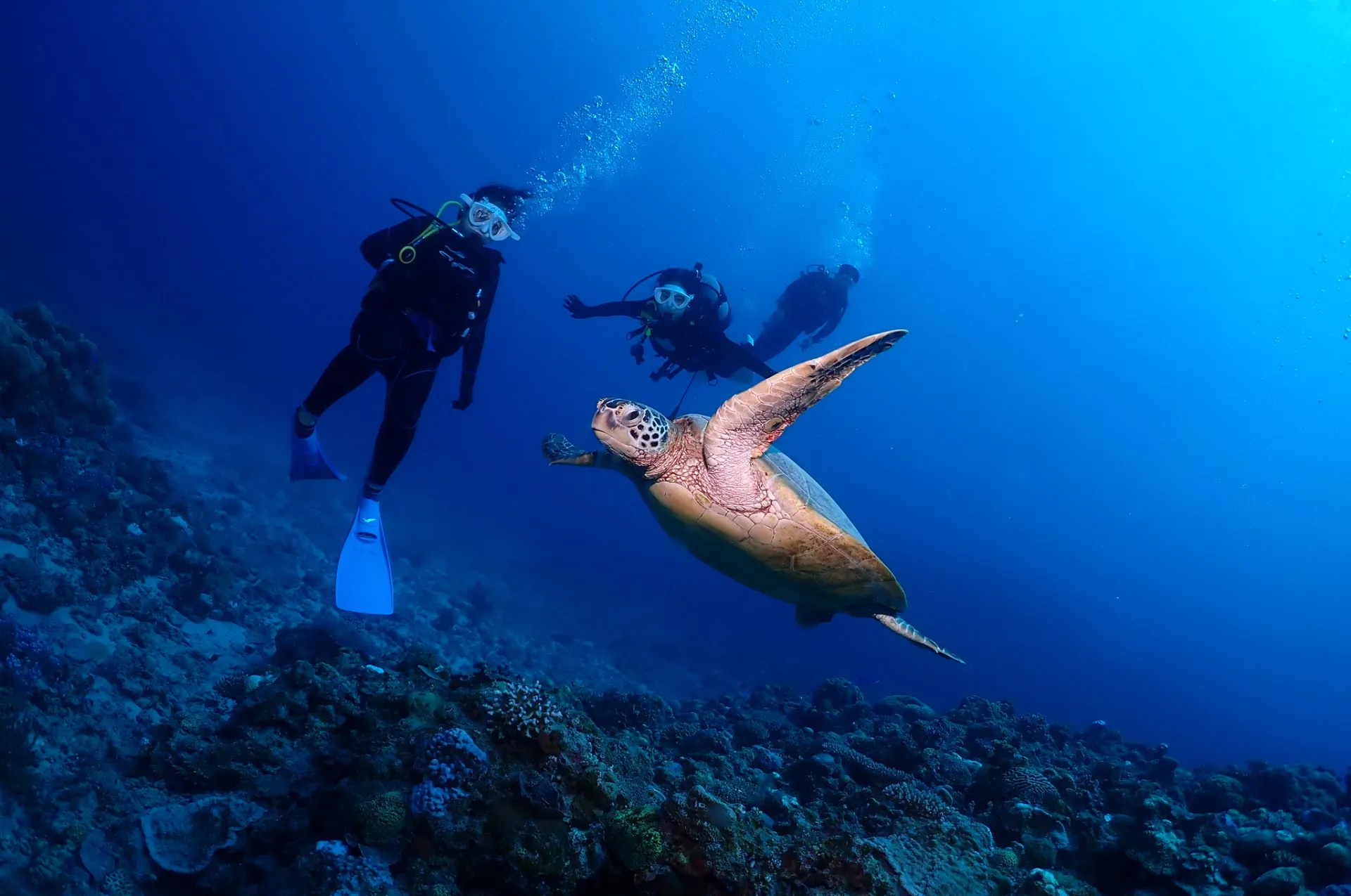 慶良間ファンダイビング|沖縄県 那覇市　DIVESTAR