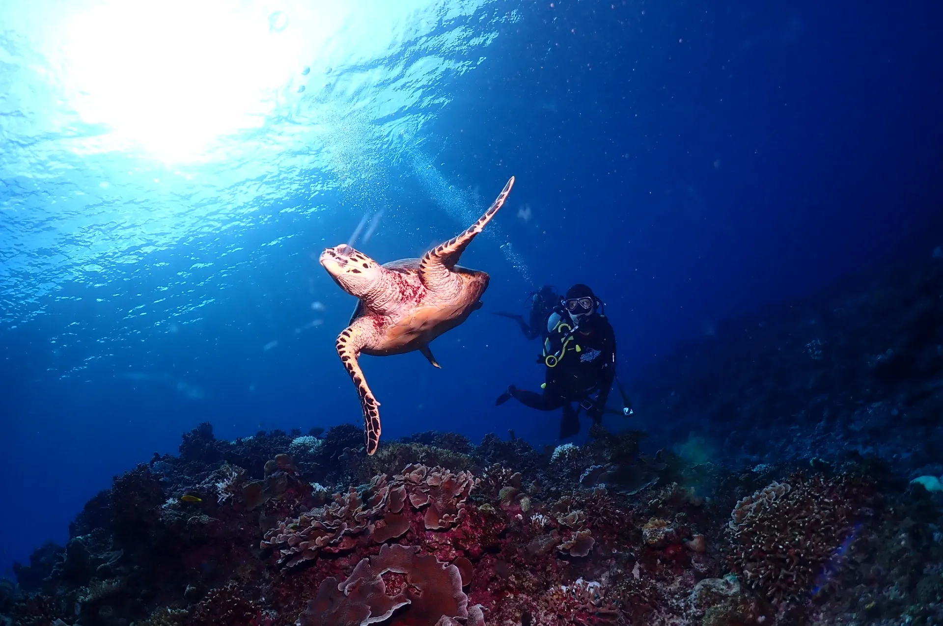 慶良間ファンダイビング|沖縄県 那覇市　DIVESTAR