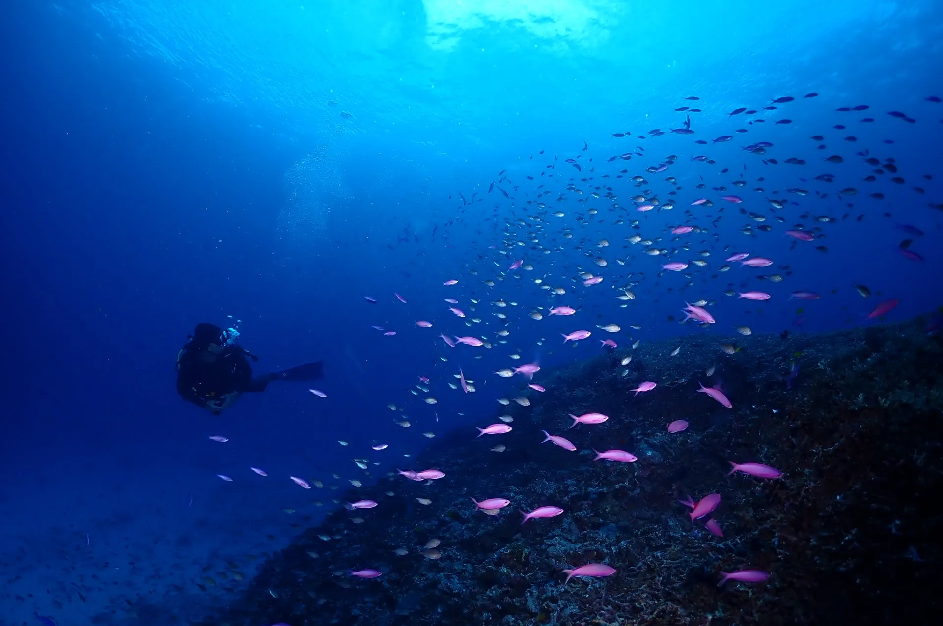 慶良間ファンダイビング|沖縄県 那覇市　DIVESTAR