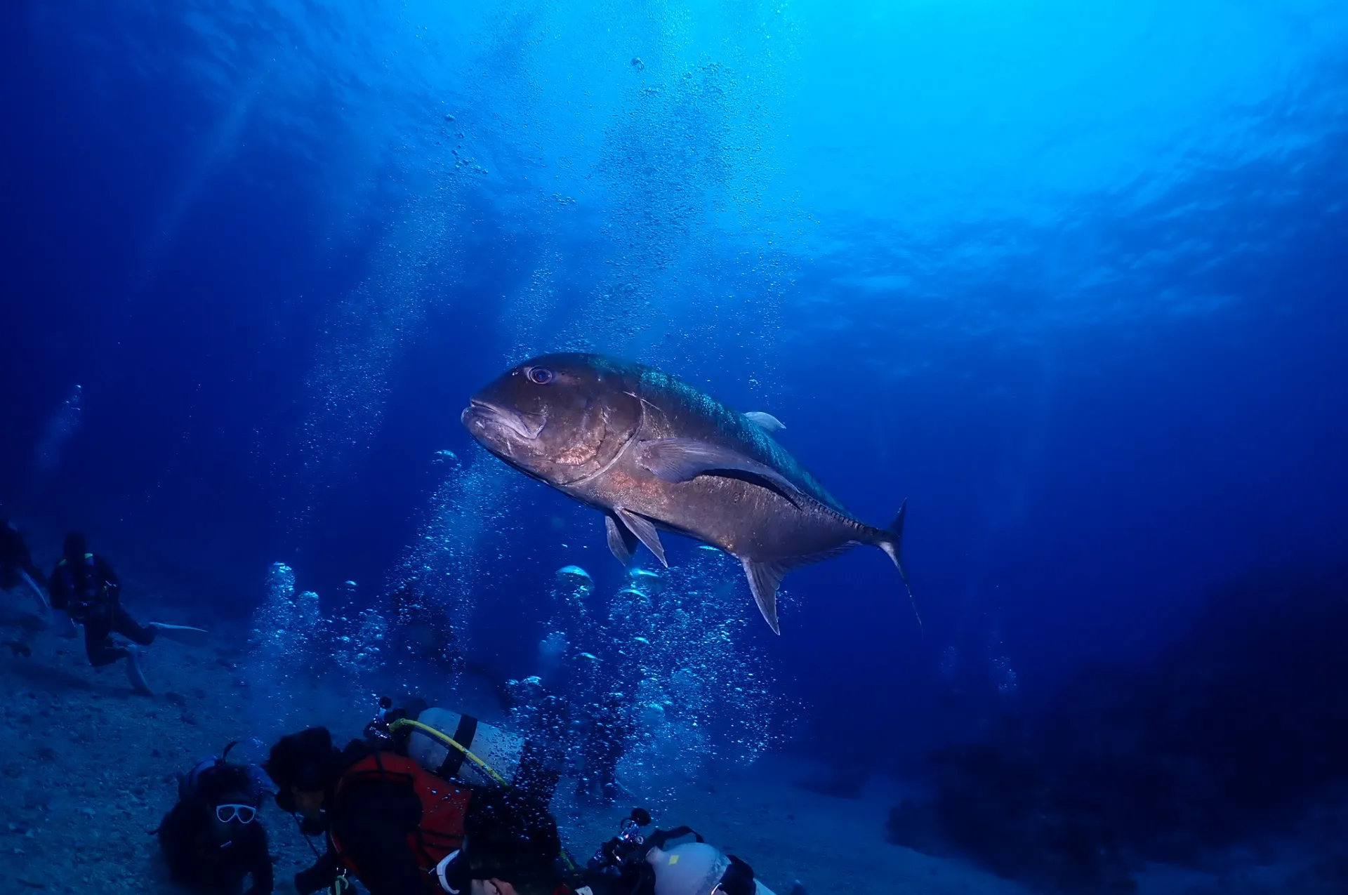 那覇発慶良間ファンダイビング|沖縄　那覇　DIVESTAR