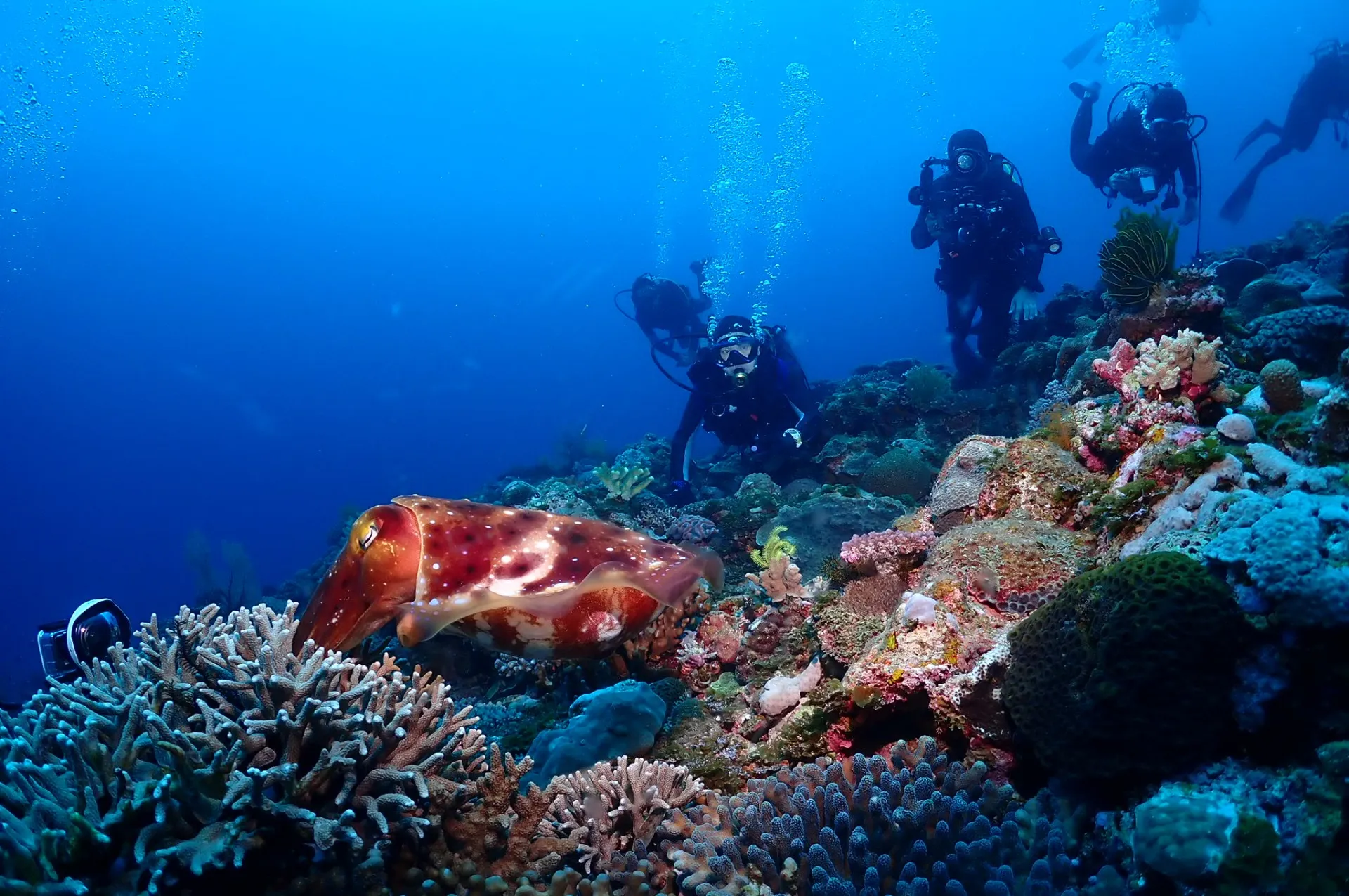 那覇発慶良間ファンダイビング|沖縄　那覇　DIVESTAR