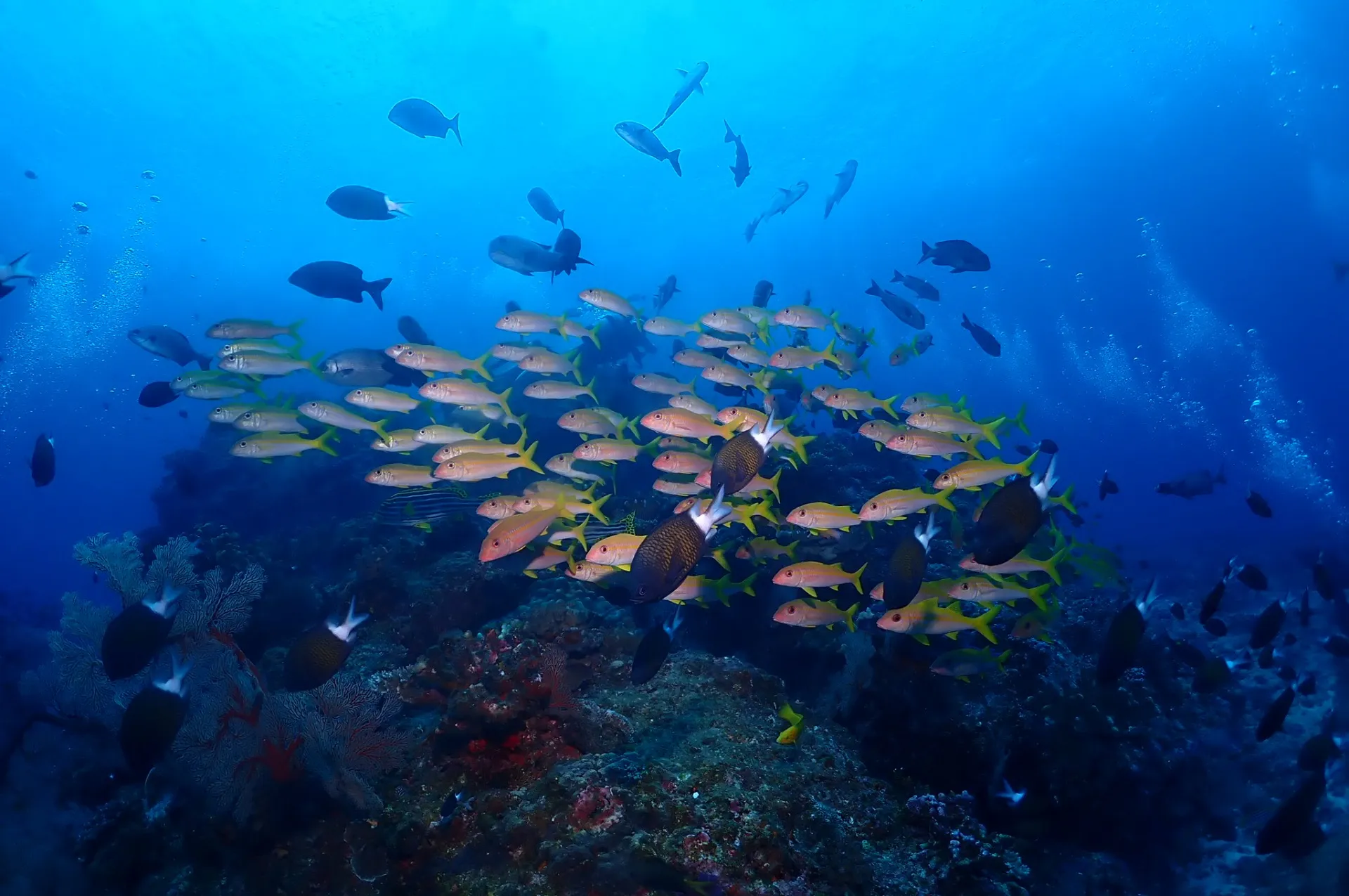 那覇発慶良間ファンダイビング|沖縄　那覇　DIVESTAR