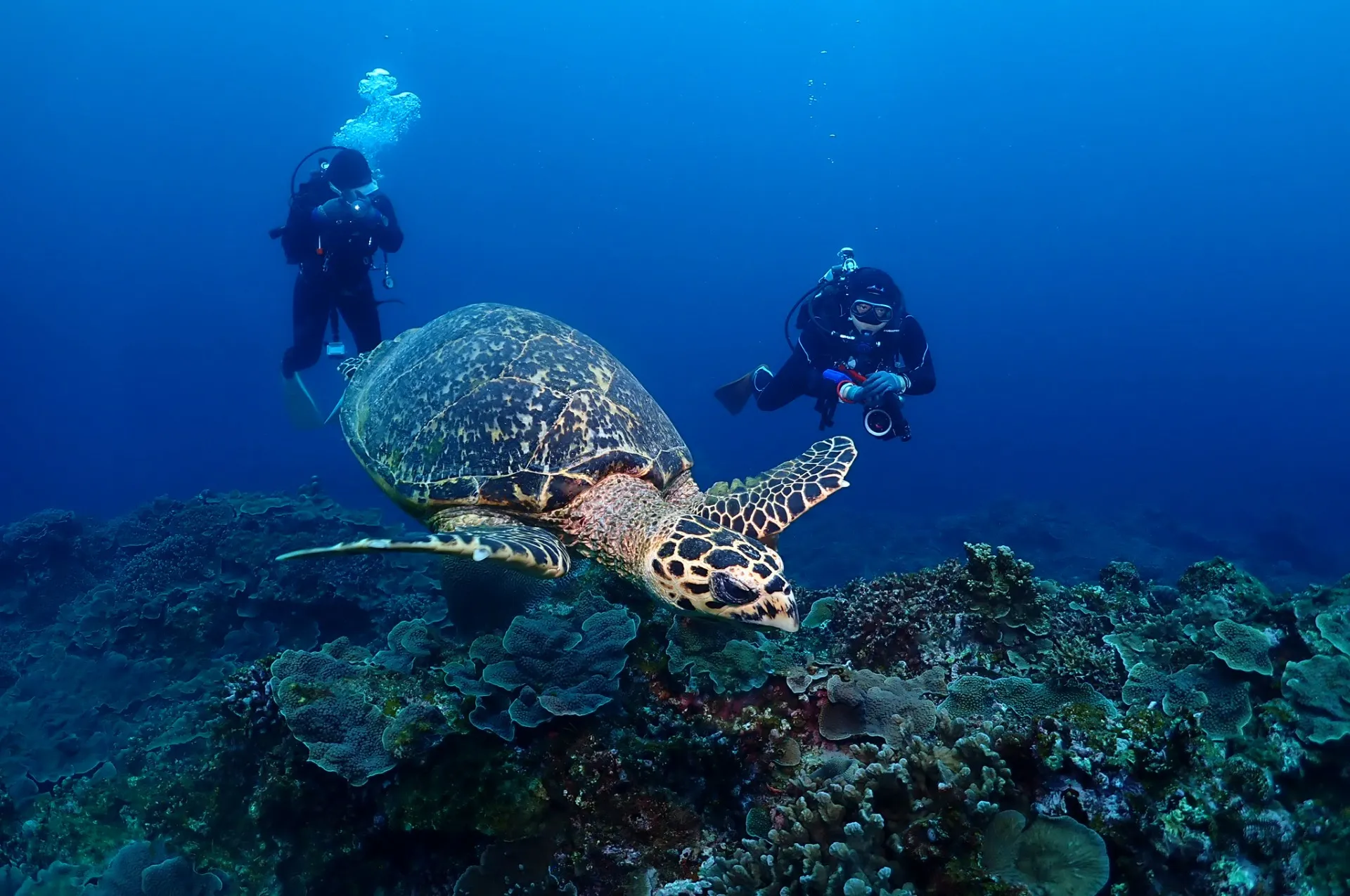 那覇発慶良間フィンダイビング|沖縄　那覇　DIVESTAR