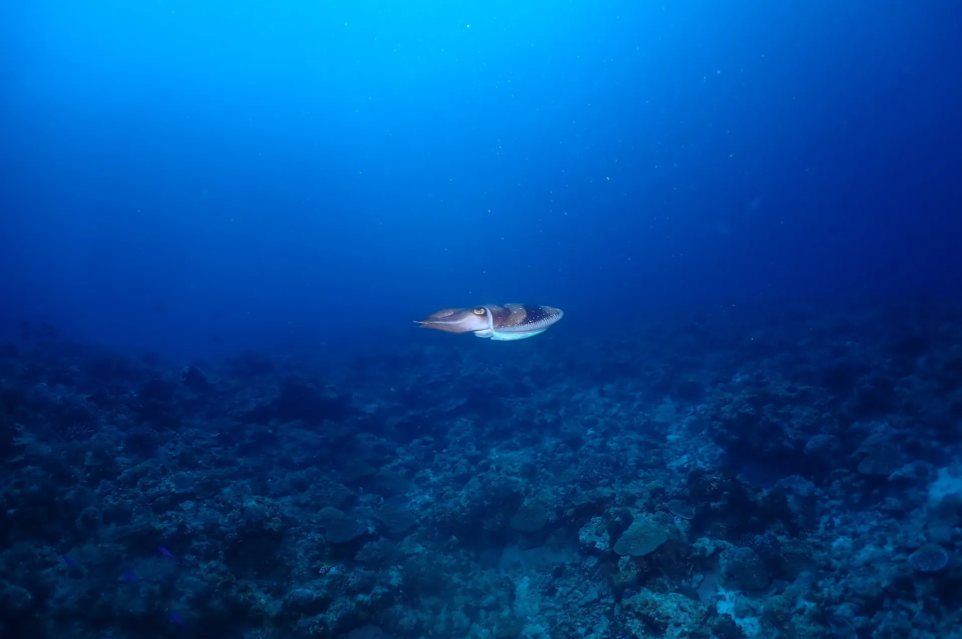 那覇発慶良間ファンダイビング|沖縄　那覇　DIVESTAR