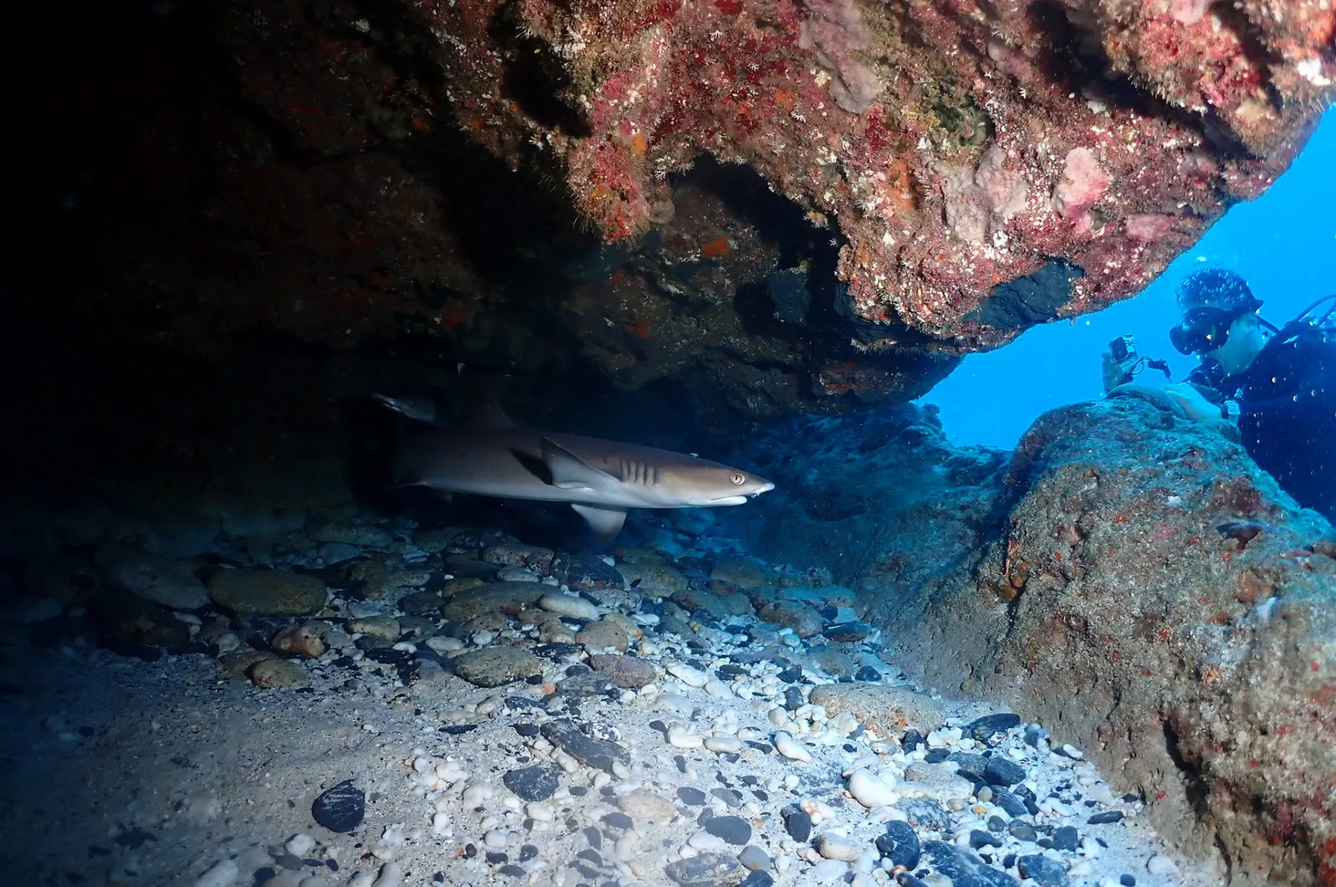 那覇発慶良間ファンダイビング|沖縄　那覇　DIVESTAR