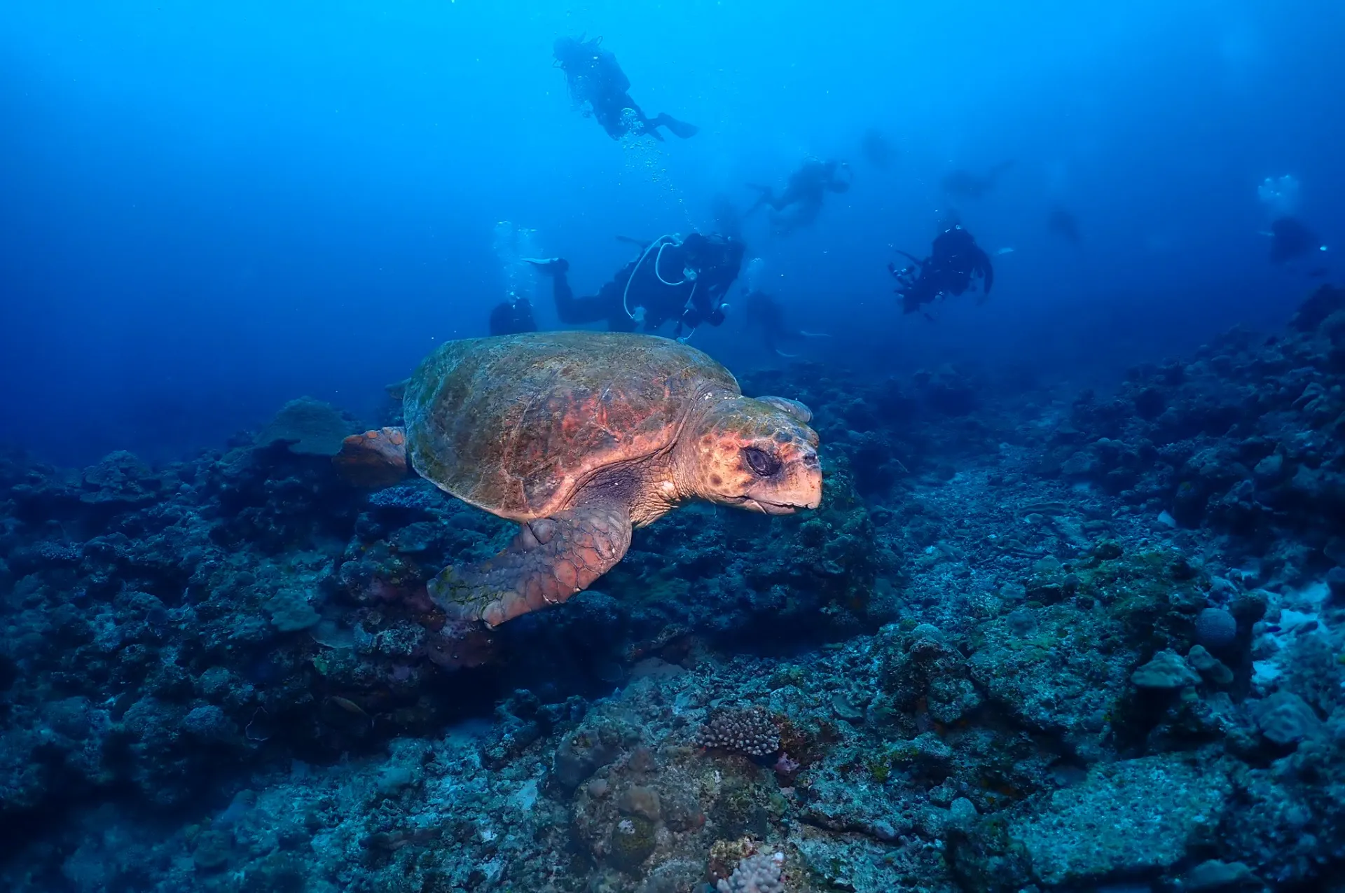 那覇発慶良間ファンダイビング|沖縄　那覇　DIVESTAR