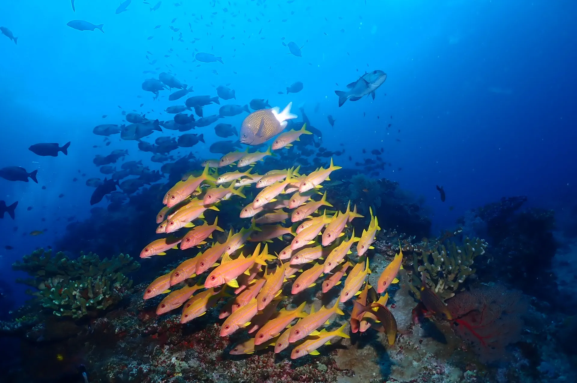 那覇発慶良間ファンダイビング|沖縄 那覇 DIVESTAR