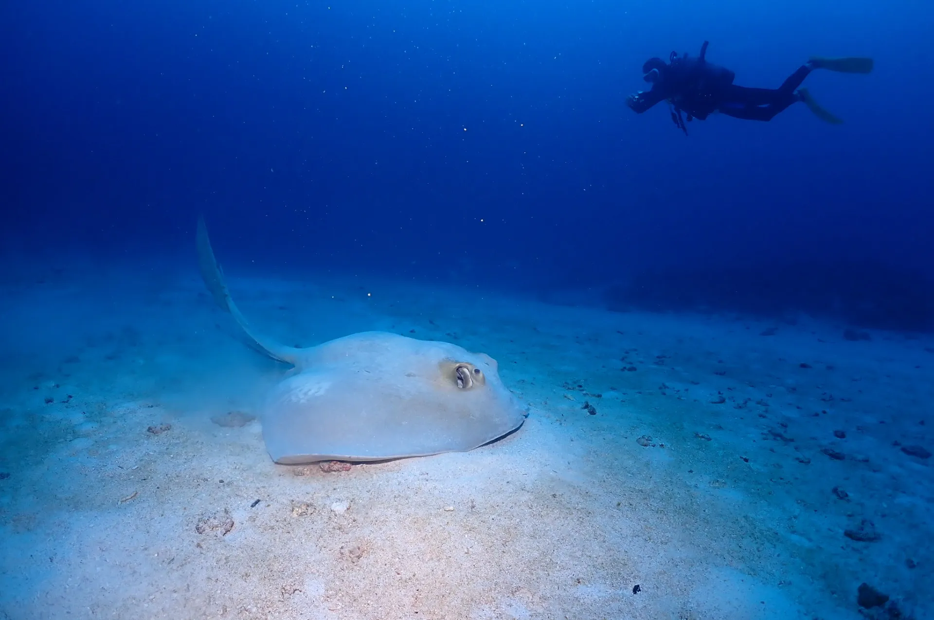 那覇発慶良間ファンダイビング&AOW講習2日目|沖縄 那覇 DIVESTAR