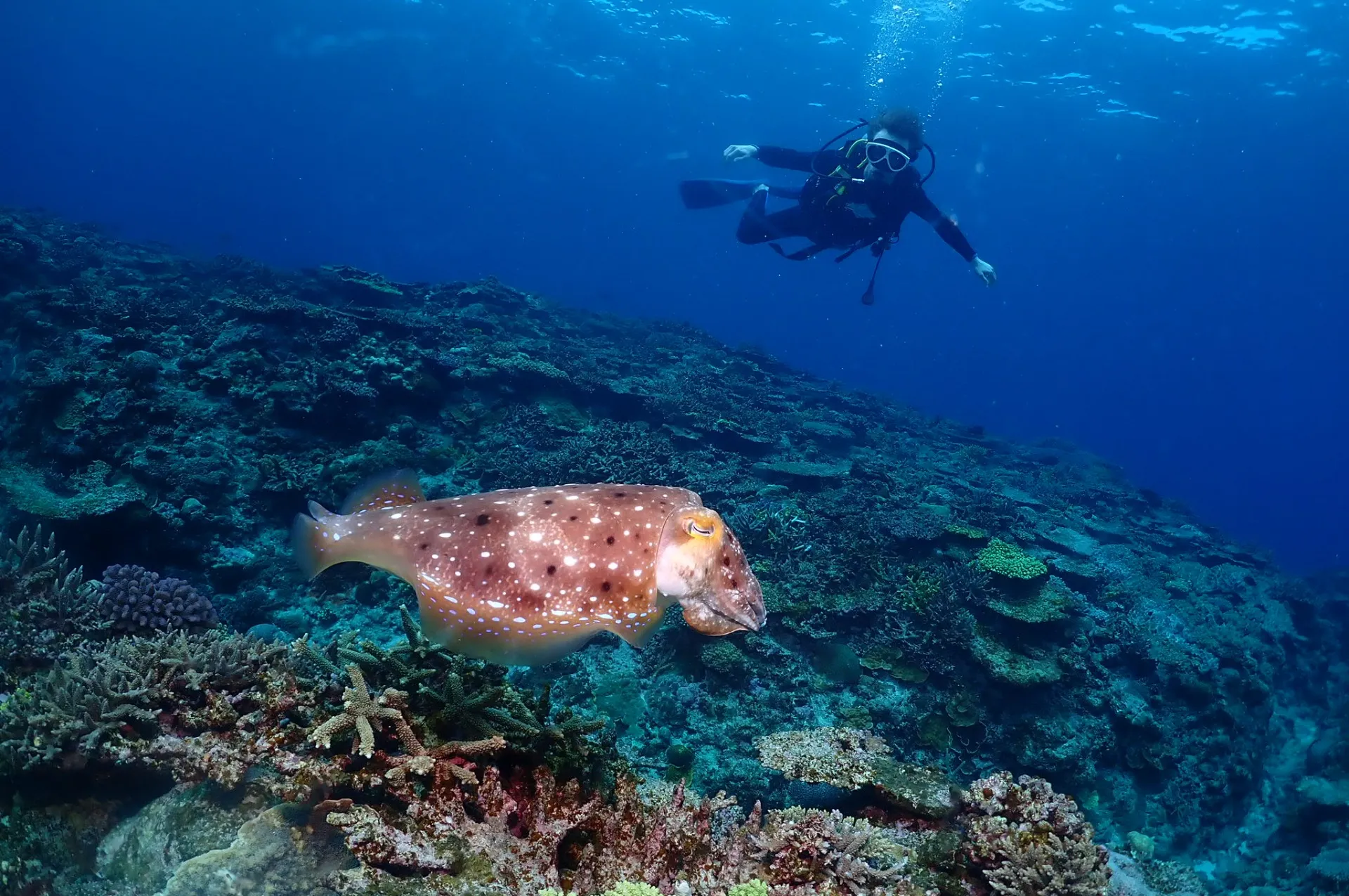 那覇発慶良間ファンダイビング|沖縄　那覇　DIVESTAR