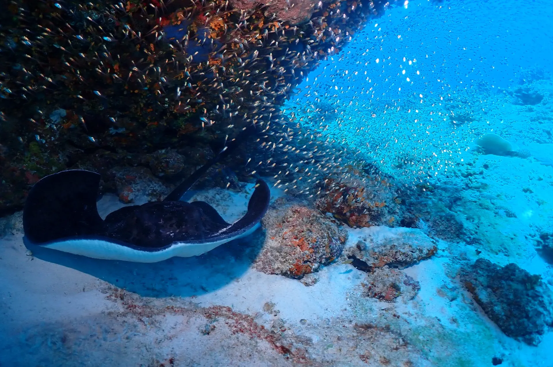 那覇発チービシファンダイビング&シュノーケル|沖縄 那覇 DIVESTAR