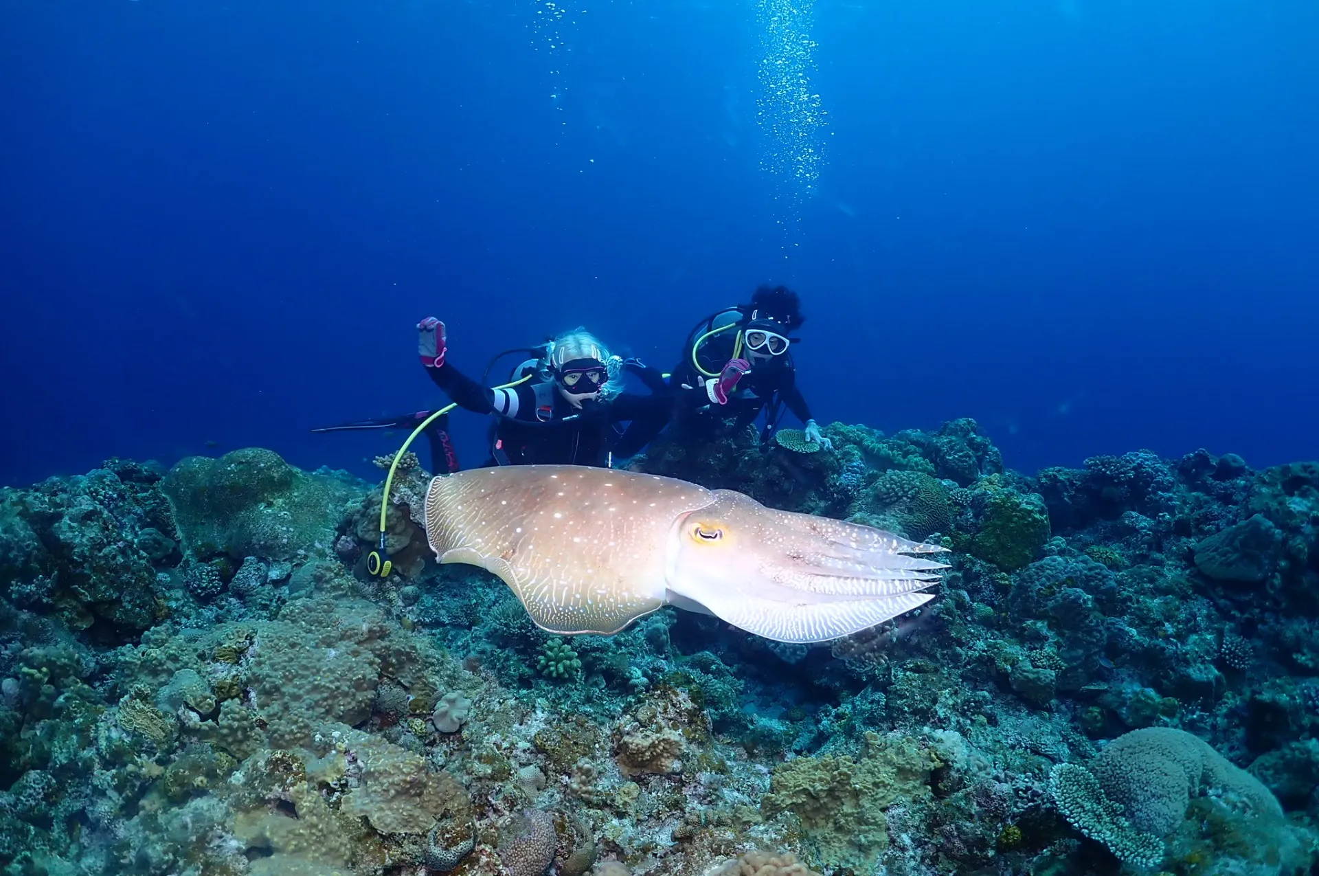 那覇発慶良間ファンダイビング&体験ダイビング|沖縄 那覇 DIVESTAR