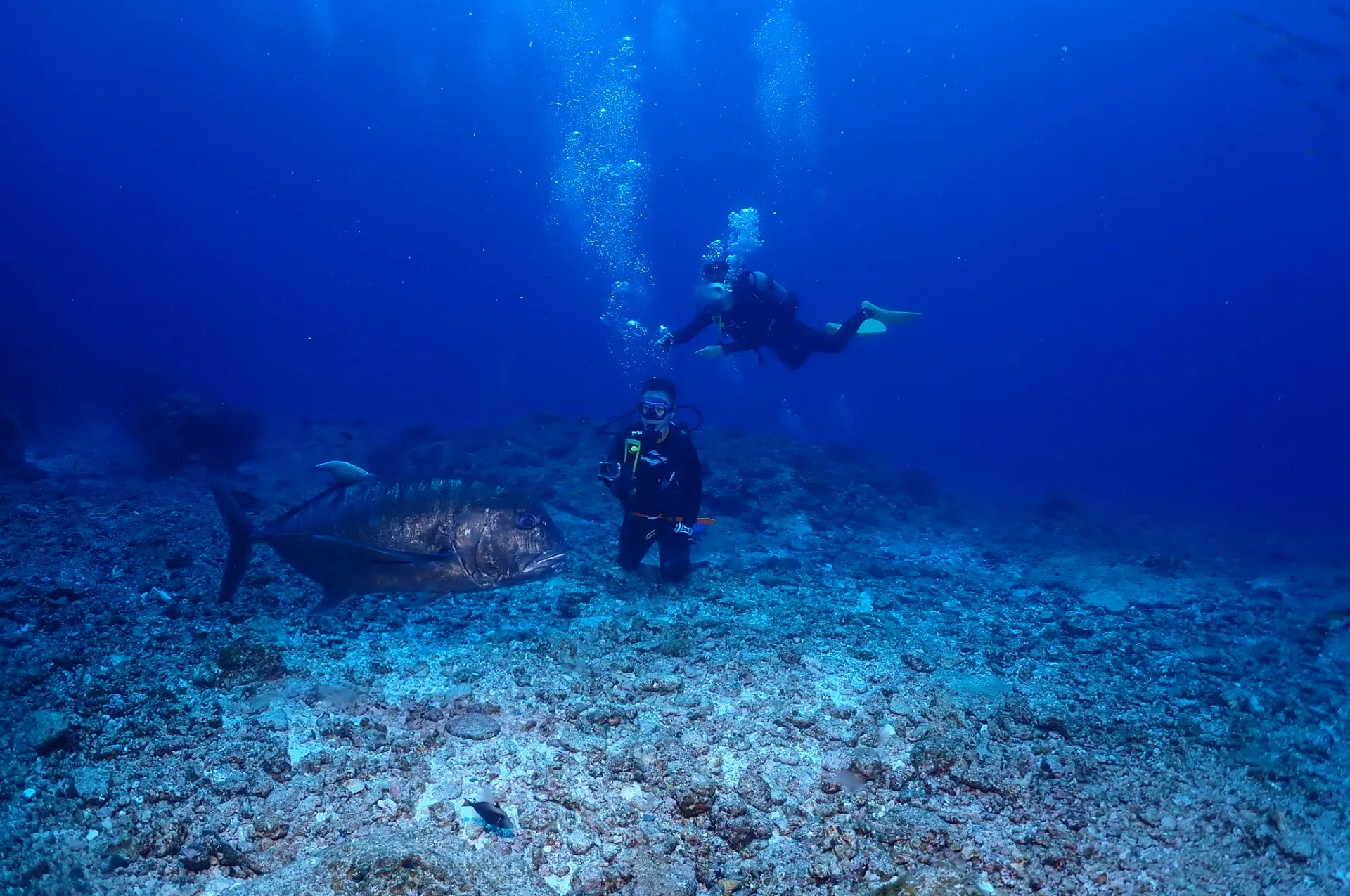 那覇発慶良間ファンダイビング|沖縄　那覇　DIVE STAR
